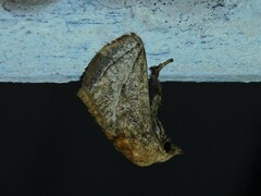 Neomocena convergens