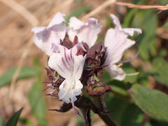 Ocimum obovatum