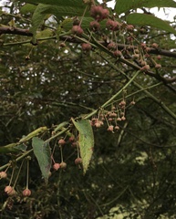 Phyllanthus salviifolius