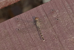 Bradinopyga geminata