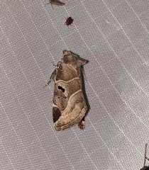 Plagiomimicus pityochromus