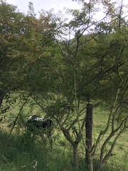 Phyllanthus salviifolius