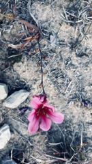 Tritonia squalida