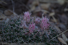 Mammillaria meiacantha