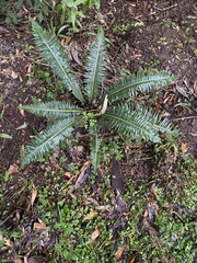 Blechnum