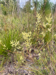 Polygonella polygama
