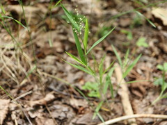 Dichanthelium columbianum