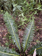 Blechnum