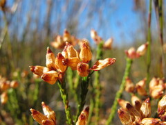Erica trichroma
