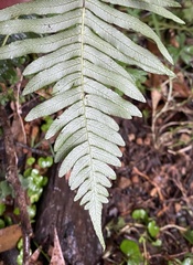 Blechnum