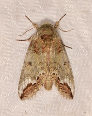 Heterocampa astarte