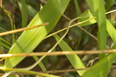 Ahaetulla prasina