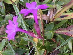 Primula integrifolia