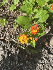 Lantana