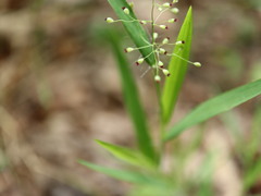 Dichanthelium columbianum