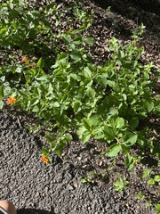 Lantana