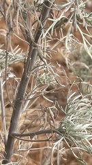 Artemisia arborescens