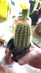 Echinopsis