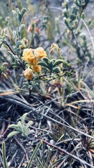 Hermannia concinnifolia