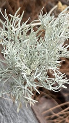 Artemisia arborescens