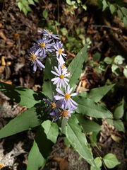 Symphyotrichum shortii