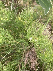 Serruria inconspicua