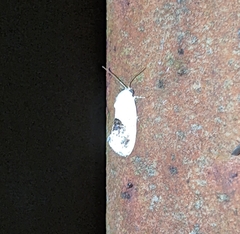 Ponometia erastrioides