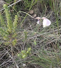 Gladiolus patersoniae