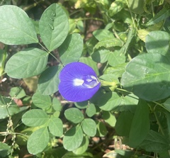 Clitoria ternatea