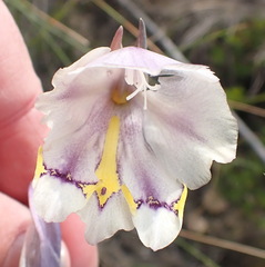 Gladiolus patersoniae