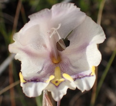Gladiolus patersoniae