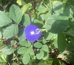 Clitoria ternatea