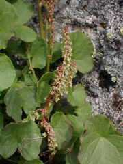 Oxyria digyna