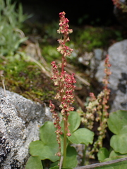 Oxyria digyna