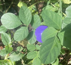 Clitoria ternatea