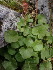 Oxyria digyna