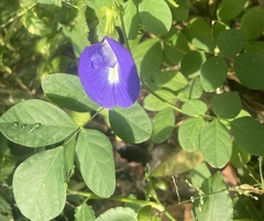Clitoria ternatea
