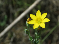 Blackstonia perfoliata