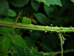 Rubus adenanthoides