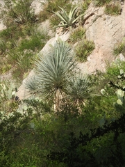 Dasylirion acrotrichum