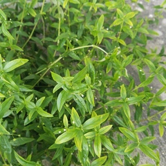 Oldenlandia corymbosa