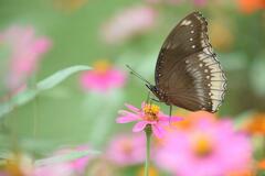 Hypolimnas bolina