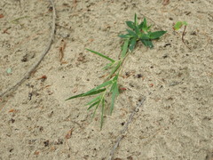 Dichanthelium columbianum