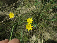 Blackstonia perfoliata