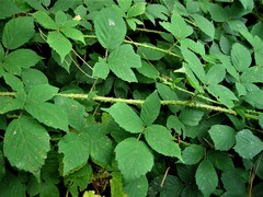 Rubus adenanthoides