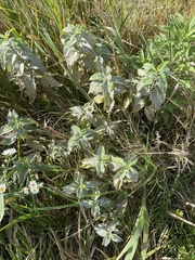 Euphorbia davidii