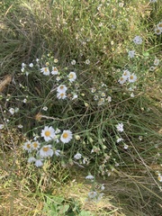 Boltonia asteroides