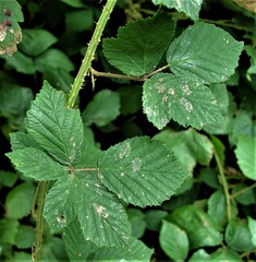 Rubus adenanthoides