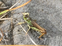 Gomphocerus sibiricus