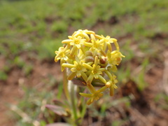 Lasiosiphon kraussianus